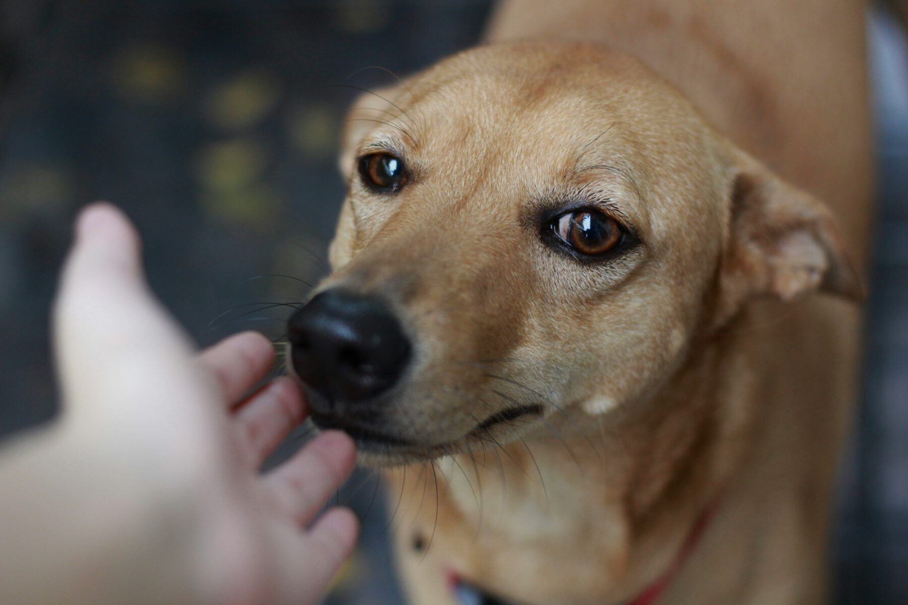 En hånd rækker ud mod en hund.